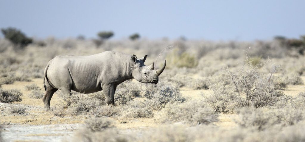 black rhino protect