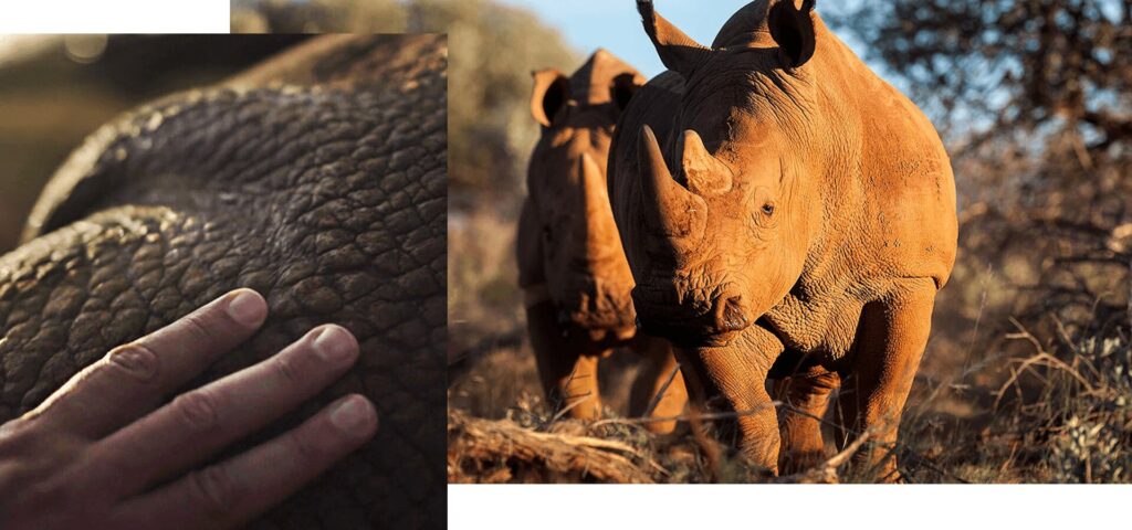 saving the rhino
