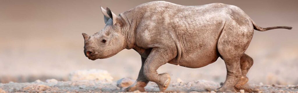 baby black rhino