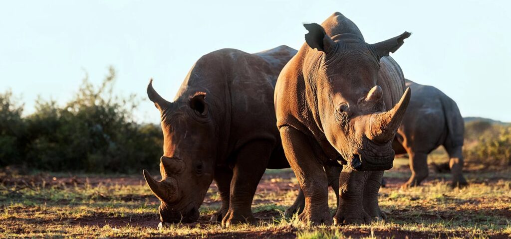 poaching rhinos