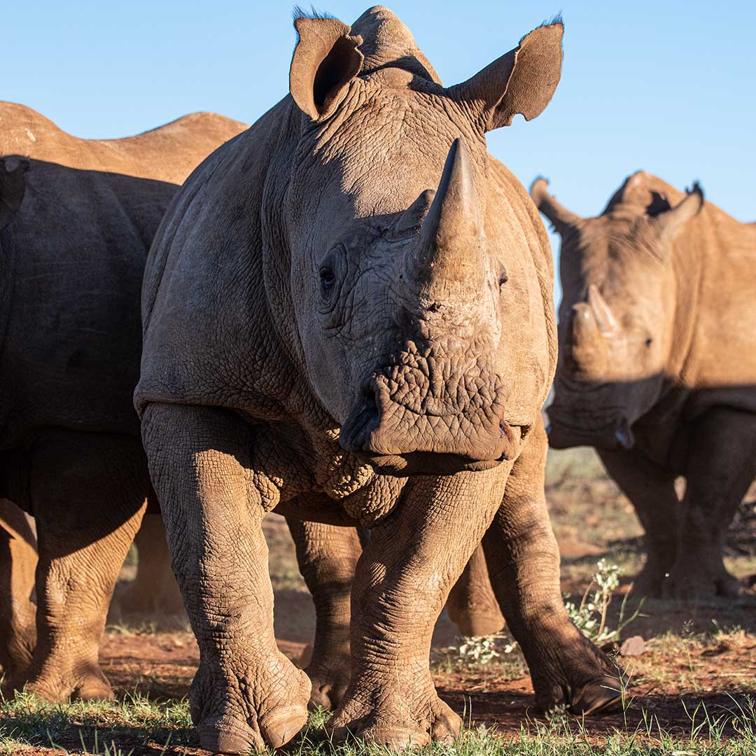 SAVE THE SOUTHERN WHITE RHINO