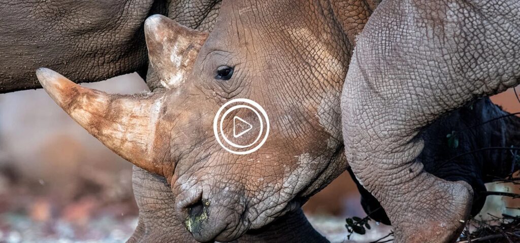 orphaned rhino calf