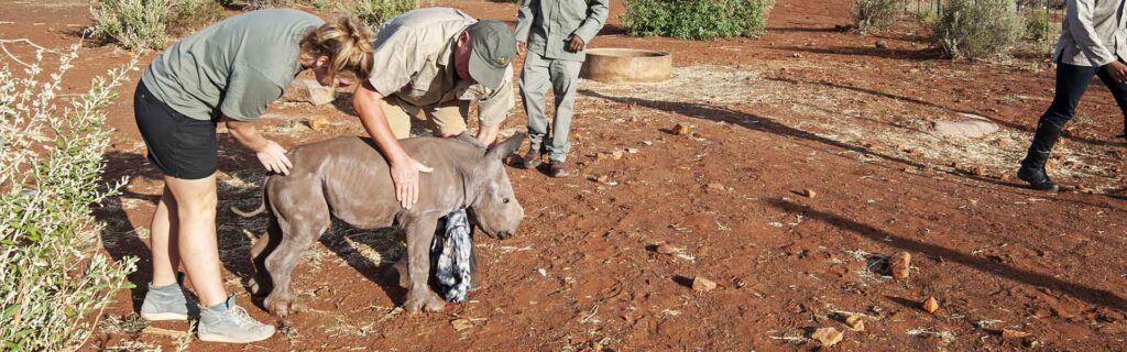 rhino conservation births