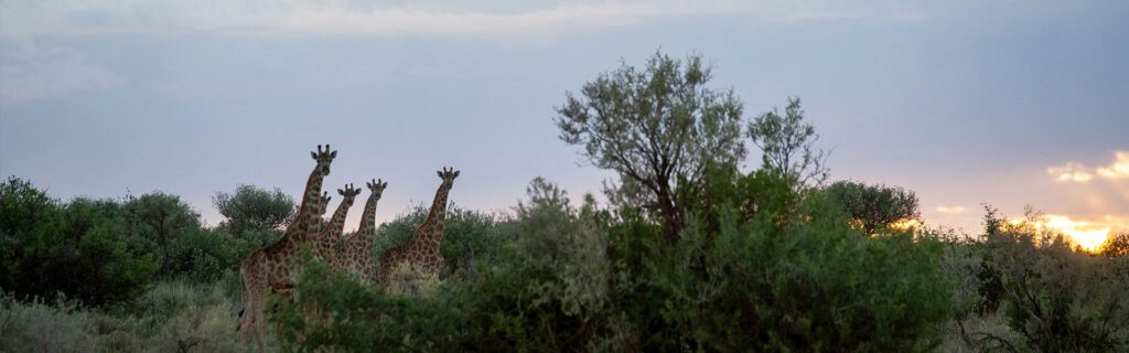 giraffes at risk