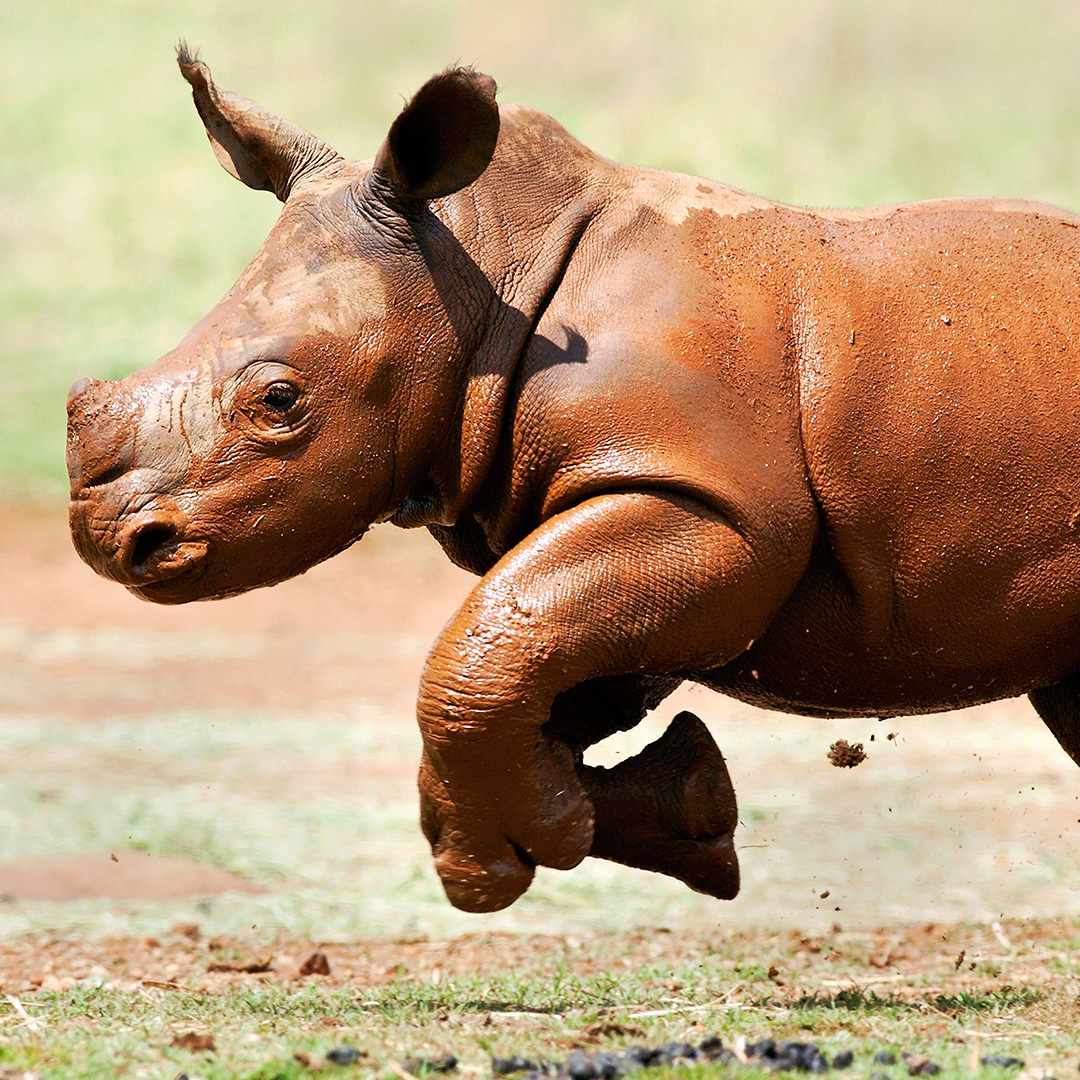 Rhino Conservation