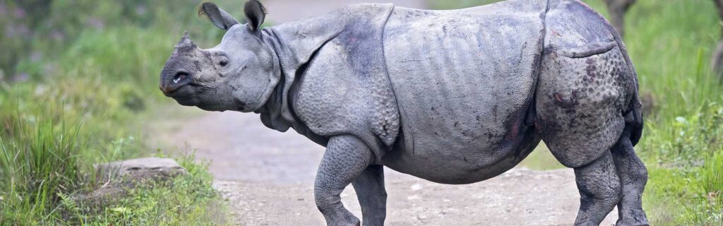 indian rhino diet