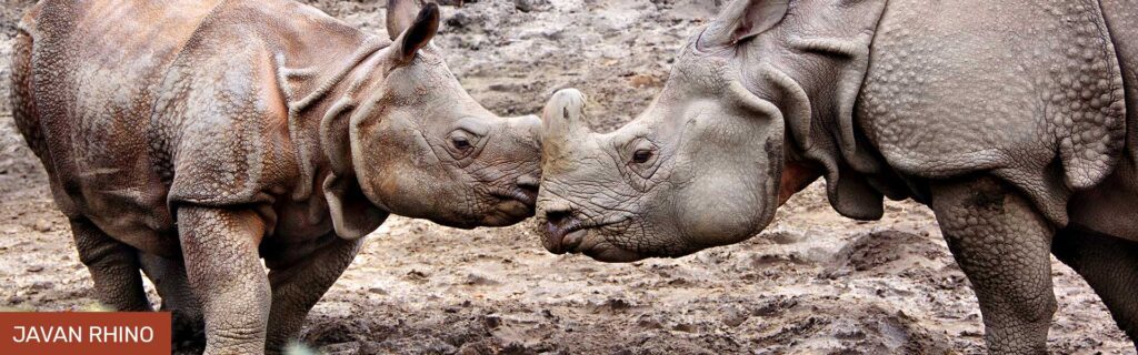 rhino extintion