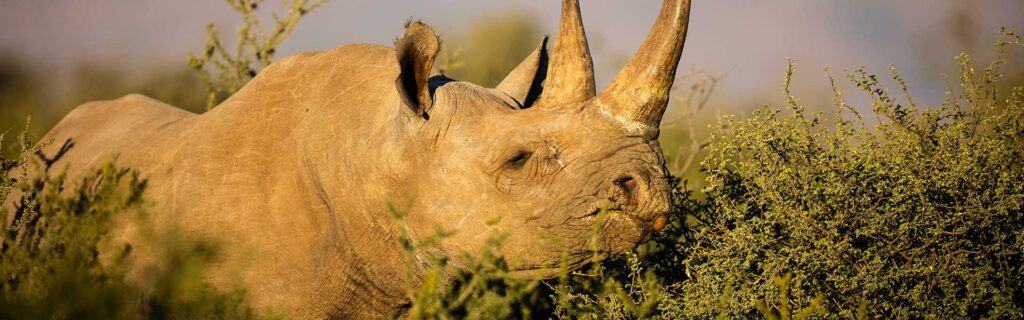 rhino species protection
