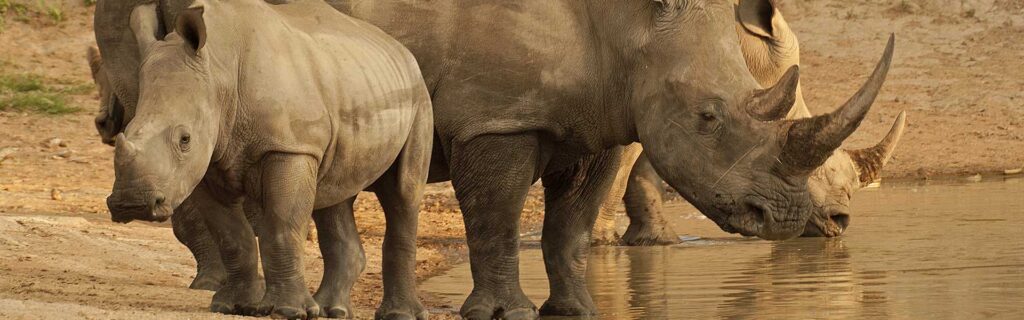 rhinos drinking water