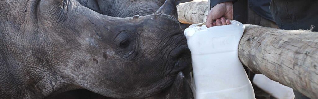 rhino conservation nursery
