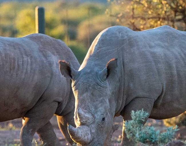Rockwood Conservation Rhino Nursery 3