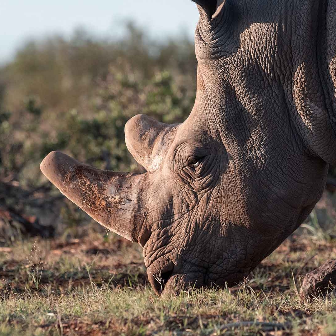 Rockwood Conservation Rhino Nursery 5