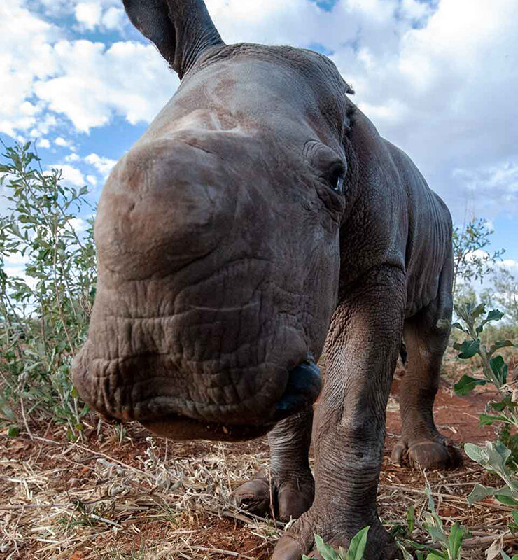 Rockwood Conservation baby rhino