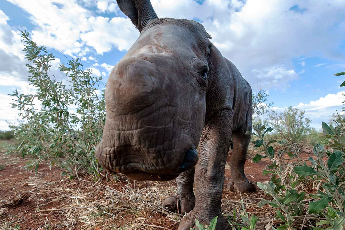 Rockwood Conservation baby rhino