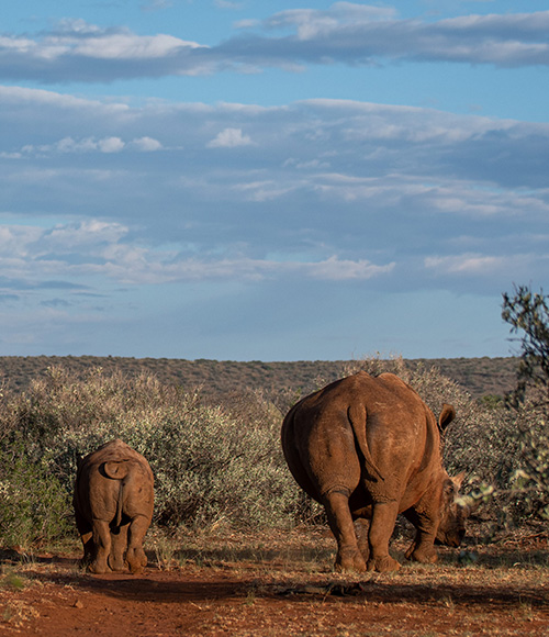 Rockwood Conservation destination Rhino