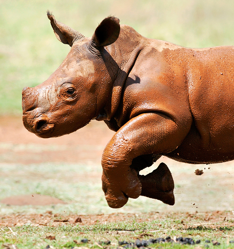 Rhino-baby-1